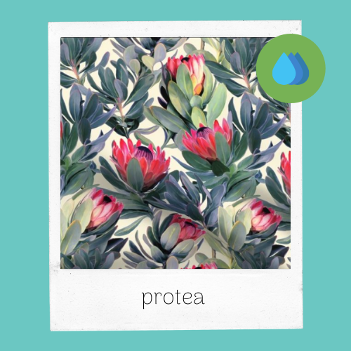 Protea